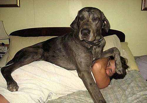 这些著名的巨型犬你认识几种?