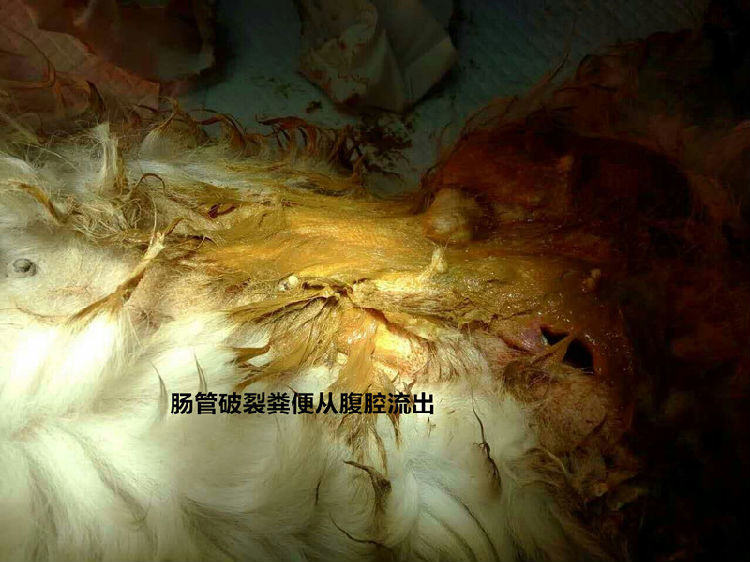 犬常见的外内科疾病（三）