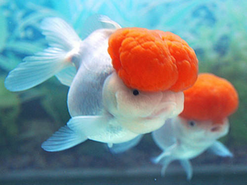 鹤顶红金鱼饲养的注意点