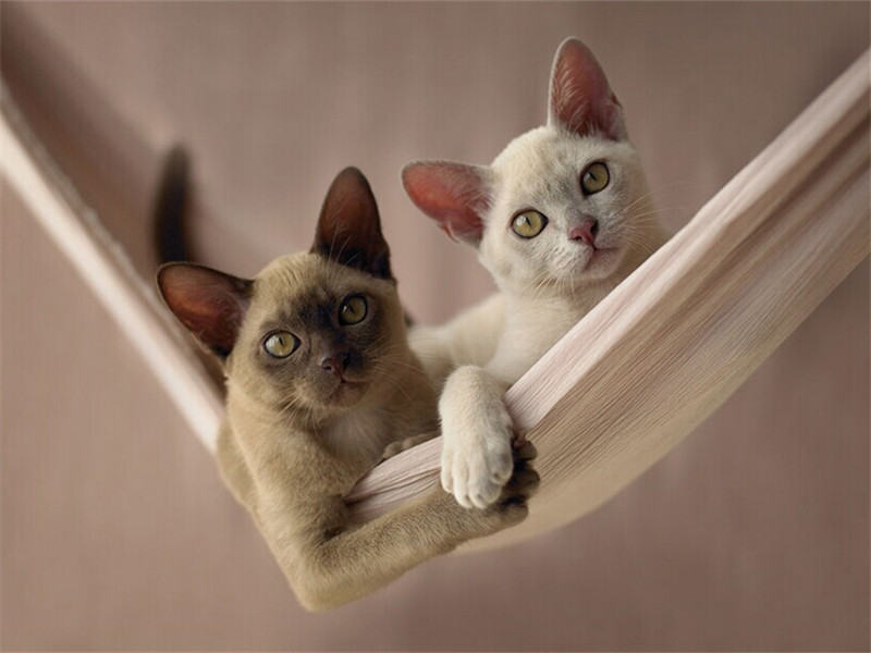 猫咪真的摔不死吗