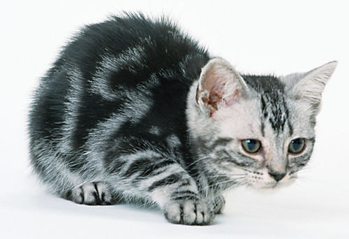 怎么训练猫咪打滚 怎么训练猫咪打滚