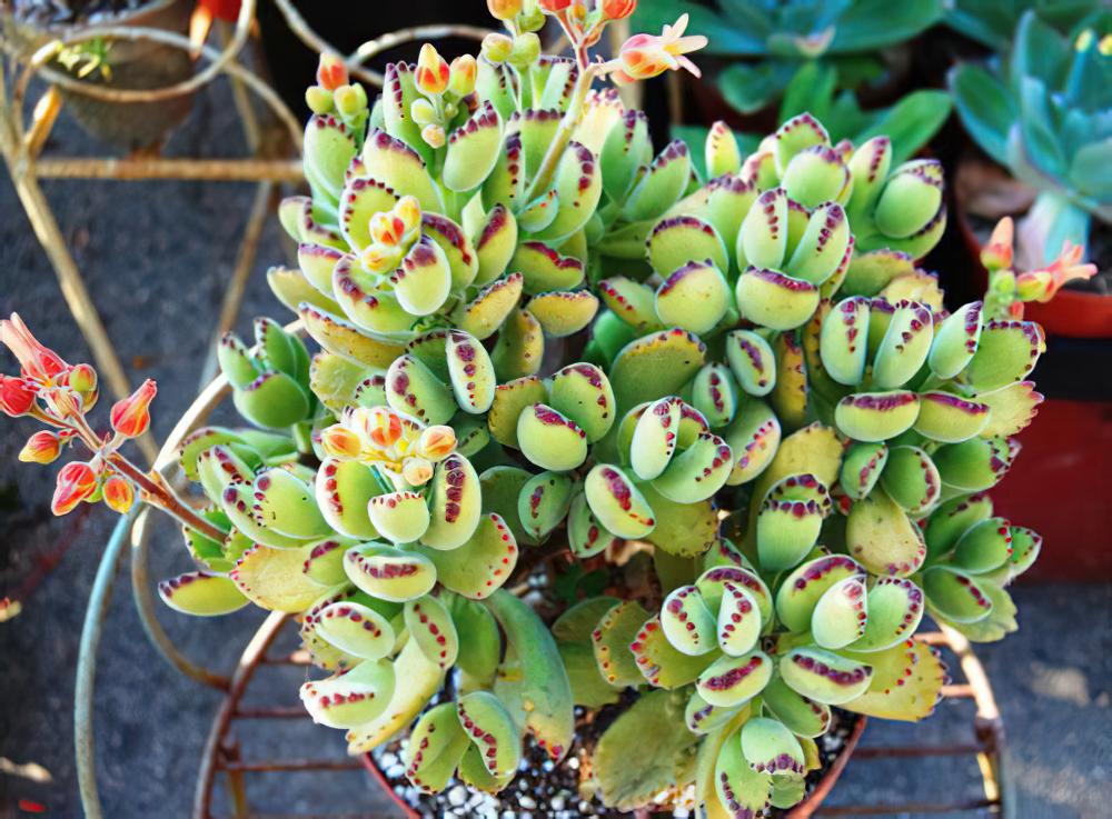 熊童子Cotyledon ladismithen