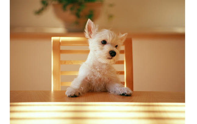 对幼犬来说的危险家居