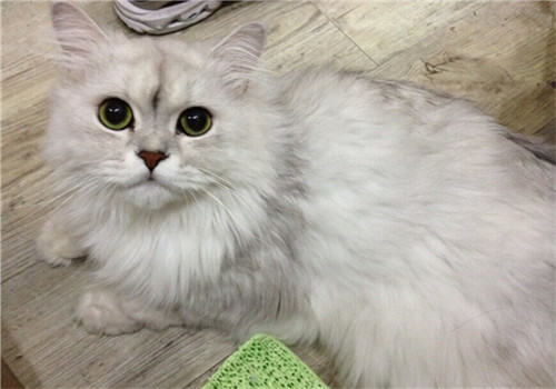 猫咪中毒后如何抢救