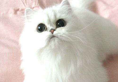 搞不清波斯猫和山东狮子猫?掌握以下三点就可以啦! 搞不清波斯猫和山东狮子猫?掌握以下三点就可以啦!