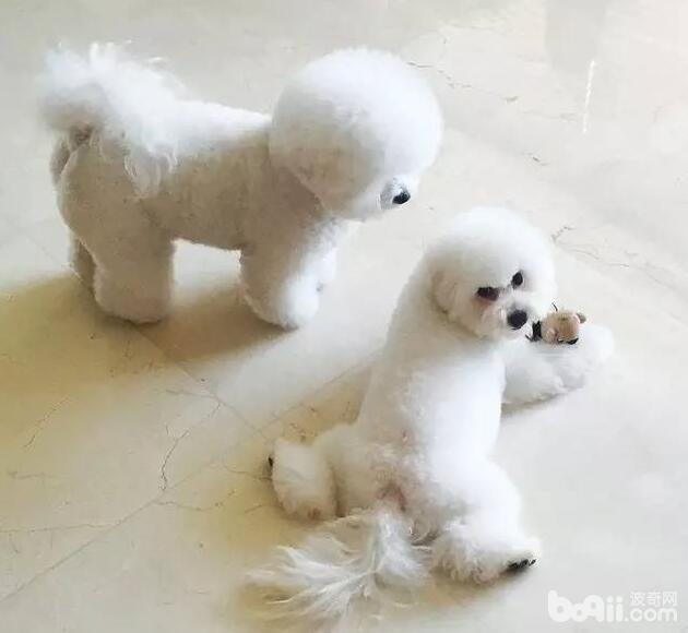 狗狗常见的五种行为深度解析