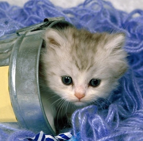 幼猫常见的三大皮肤病