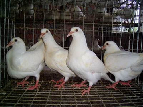 如何提高鸽子的免疫力
