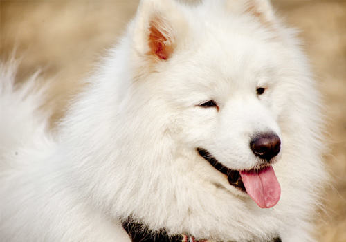 萨摩耶换牙期间养护事项