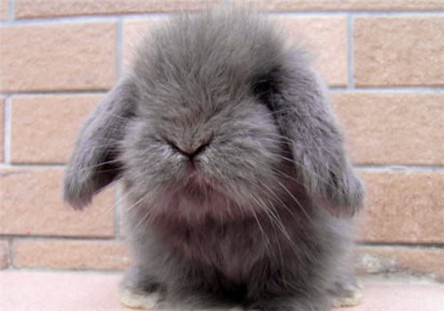 蔬菜喂养兔子有讲究