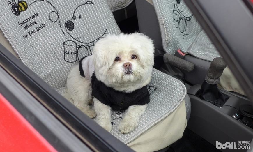 怎样让狗狗乖乖坐车,让狗狗乖乖坐车的方法有哪些? 怎样让狗狗乖乖坐车,让狗狗乖乖坐车的方法有哪些?