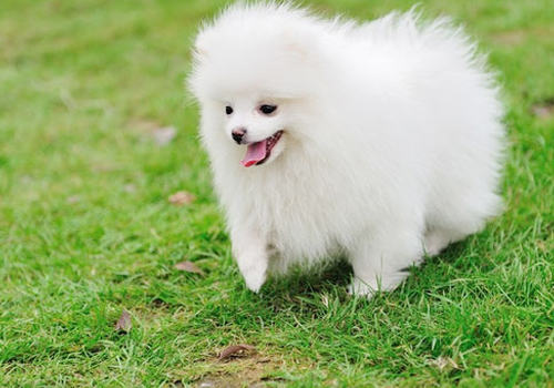 博美犬得犬瘟怎么办
