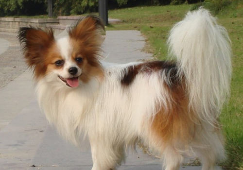 蝴蝶犬要怎么喂养