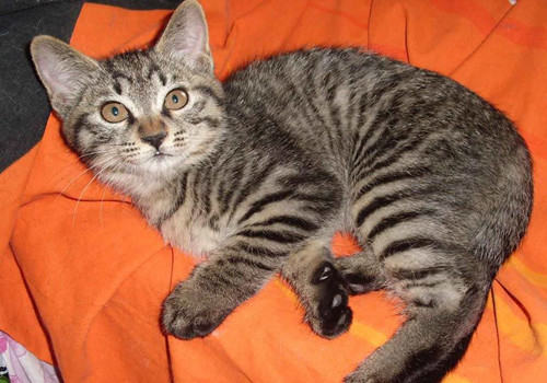 如何减少电磁辐射对猫咪的伤害