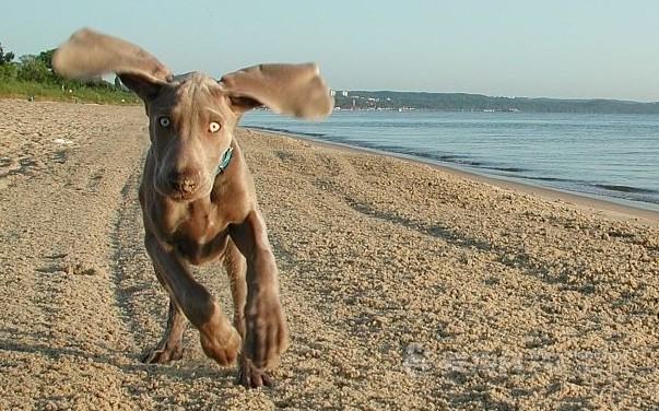 德国魏玛犬外表介绍