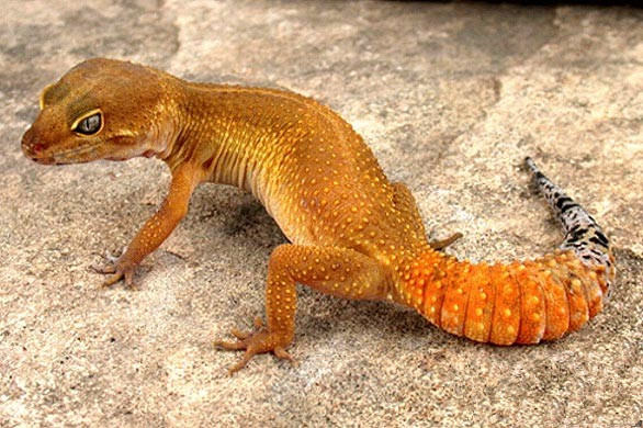 “萝卜尾”守宫的特点介绍