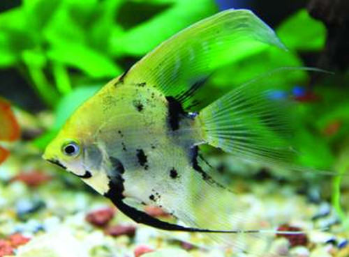 鱼缸底生化过滤器介绍