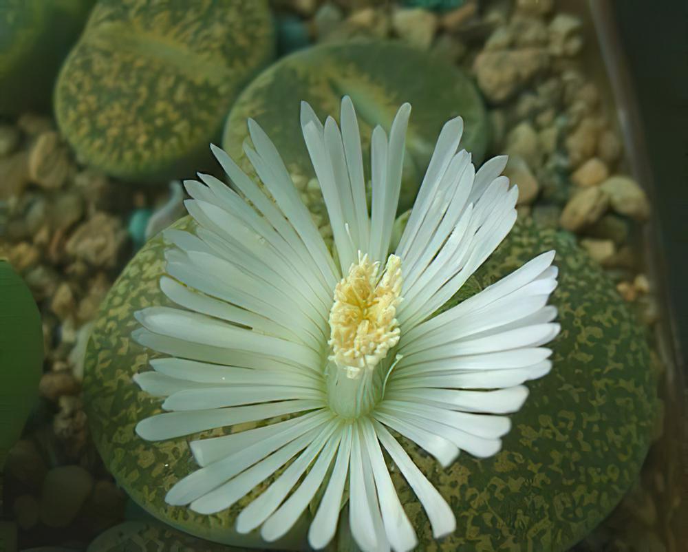 白花黄紫勋图片