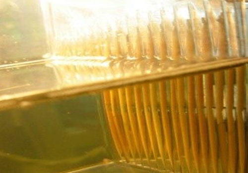 用牙签改造繁殖盒的孔隙 用牙签改造繁殖盒的孔隙