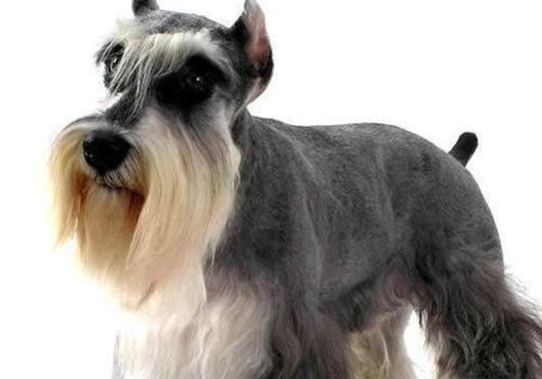 狗狗锌中毒怎么办 狗狗锌中毒怎么办