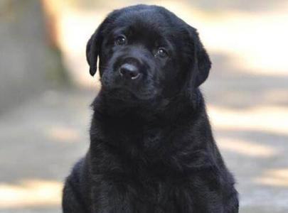 为你揭破宠物为什么会吃自己的排泄物