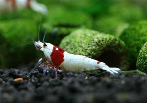 水晶虾幼虾怎么养？要注意什么？