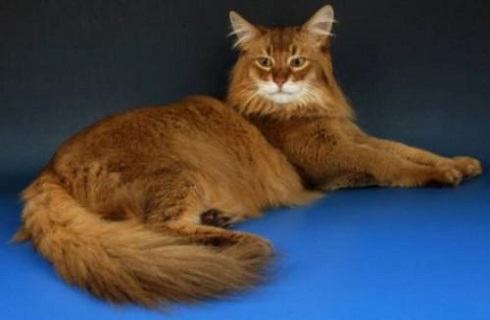 索马里猫为什么难饲养?索马里猫饲养注意事项