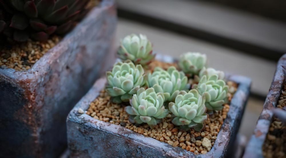 冰梅月影 Echeveria .Rasberry ice