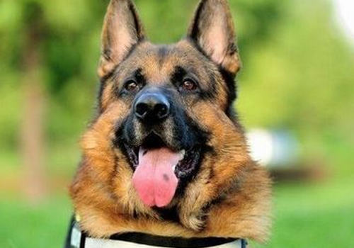 德国牧羊犬的常见遗传病有哪些