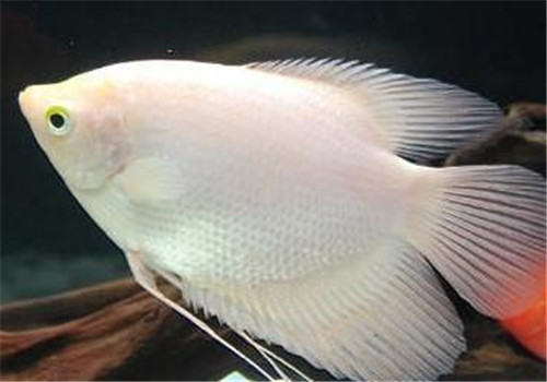 观赏鱼生病期间的喂食要点