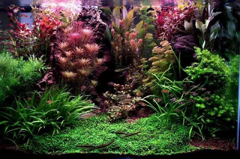 常见的水草营养不良症