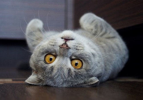 折耳猫寄养需谨慎