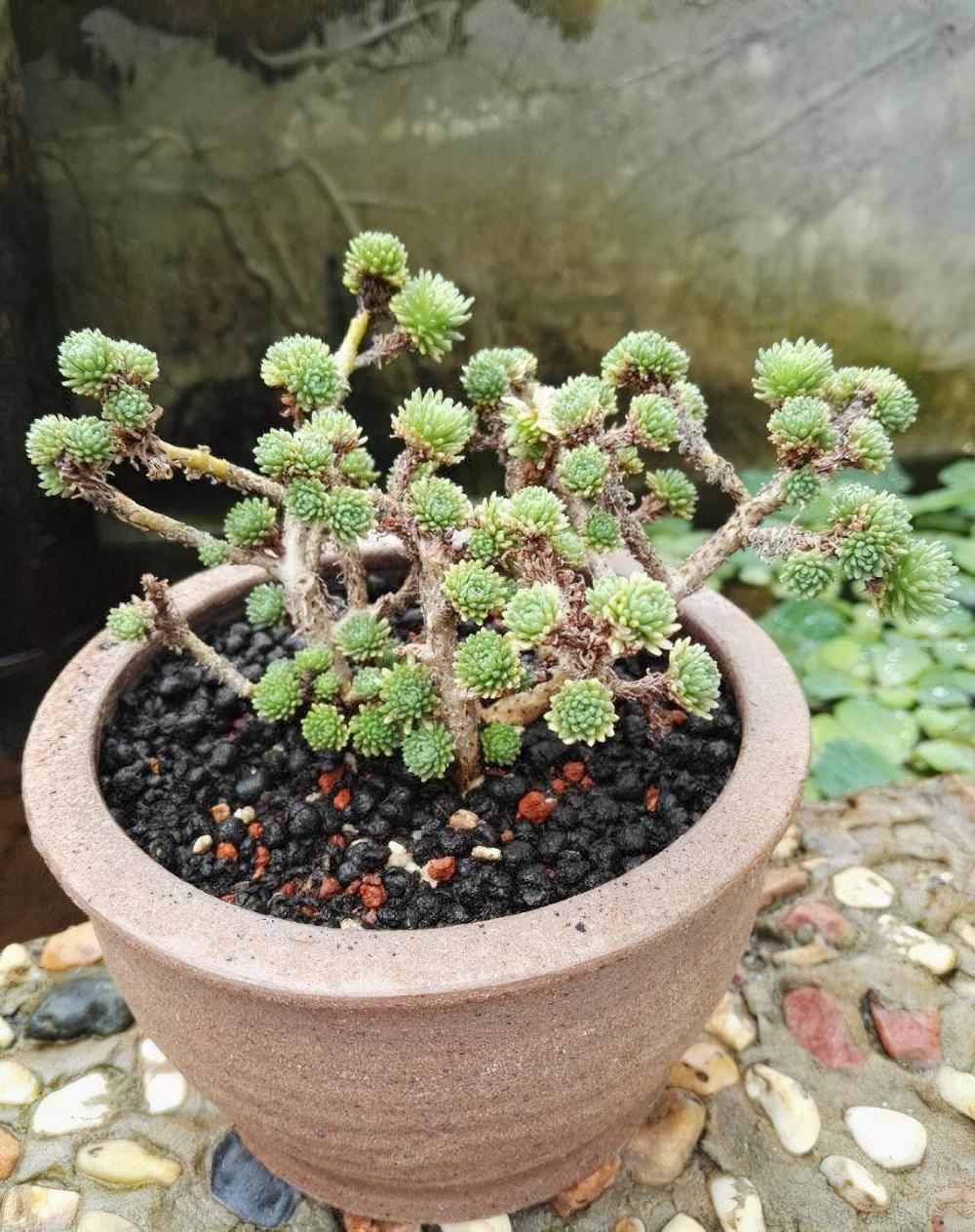 秋天已经过半 ，现在这时节来秀秀我的肉肉该不讨恨了吧？