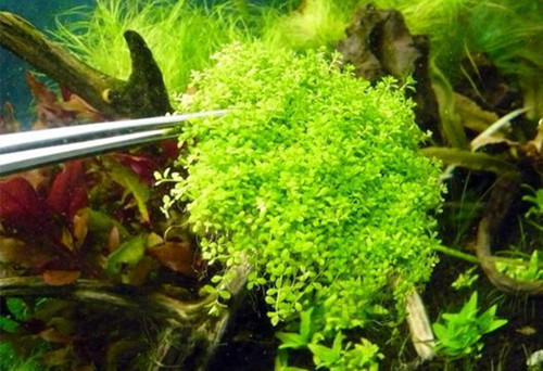 网草和大卷浪草的休眠期