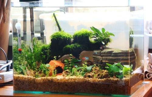 为鱼缸布置造景的错误观念