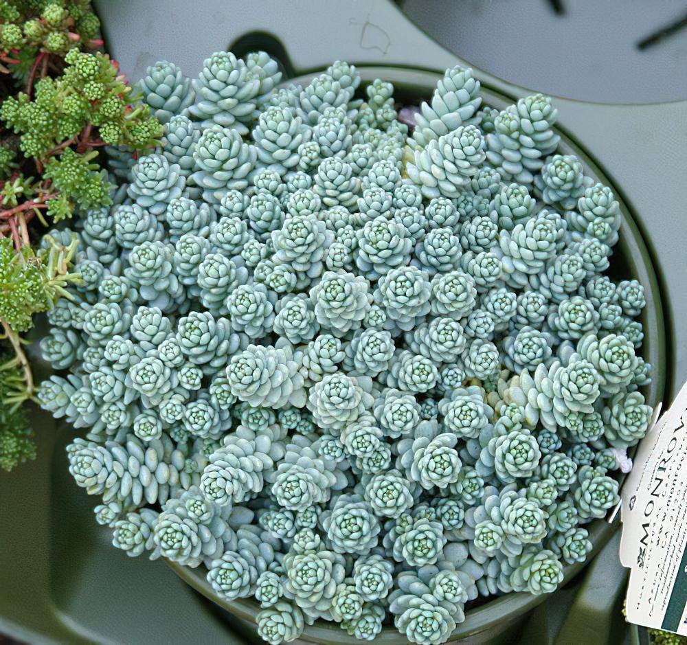 姬星美人 Sedum anglicum