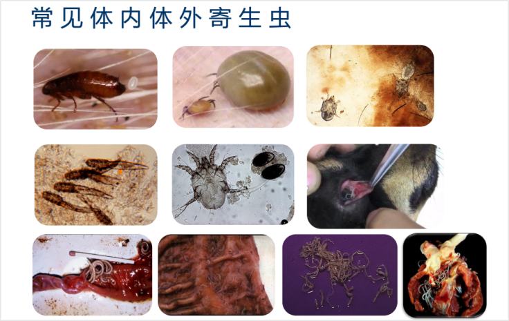 猫驱虫指南来喽！新手如何正确地给猫驱虫？