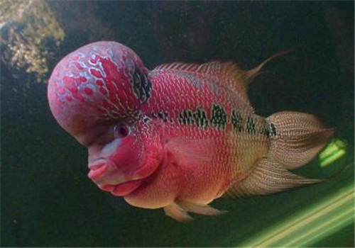 如何控制水族箱中藻类的生长