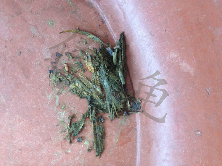 一例四眼斑龟的调理开食案例 一例四眼斑龟的调理开食案例