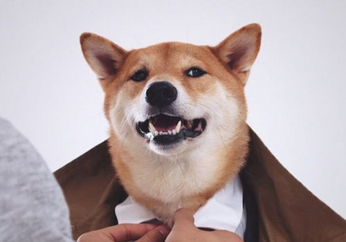 4岁柴犬月入九万，秒杀众屌丝！