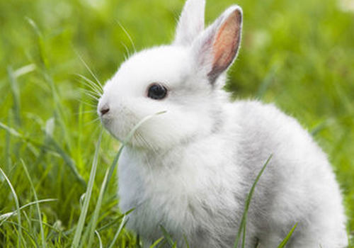 怎样预防兔异食症