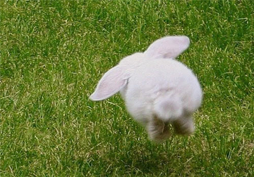 如何找到好的兔子兽医? 如何找到好的兔子兽医?