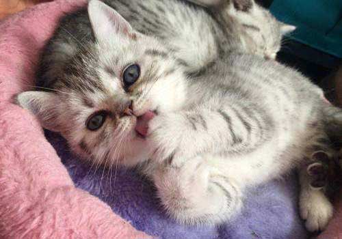 小猫多久断奶?如何断奶? 小猫多久断奶?如何断奶?