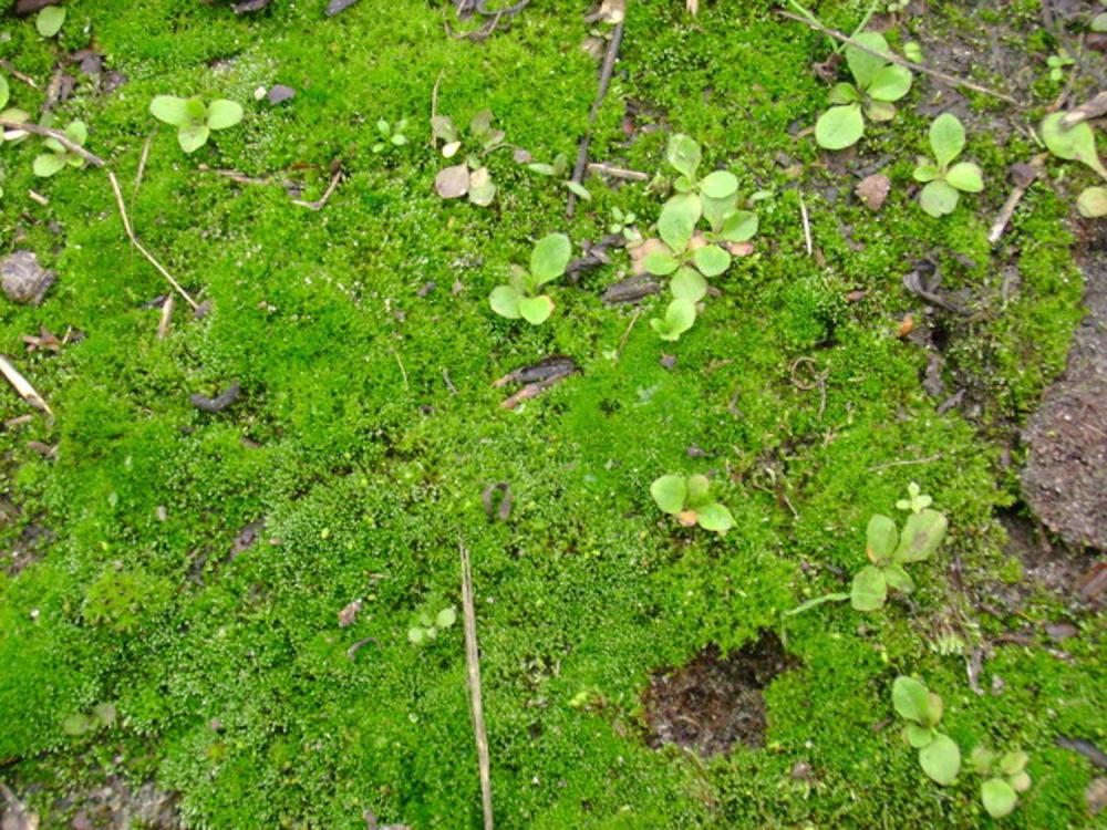 苔藓植物是怎么繁殖的