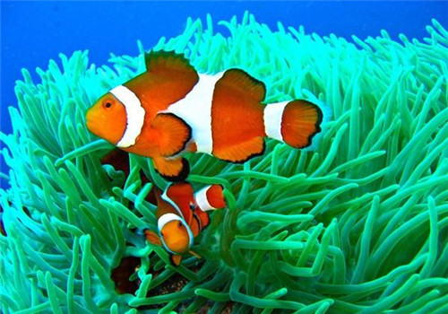为什么海葵和小丑鱼需要共同生活饲养 为什么海葵和小丑鱼需要共同生活饲养