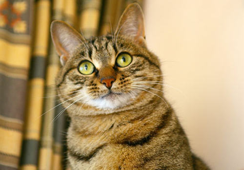 如何诊断及治疗猫横膈膜破裂疝