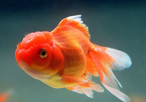 金鱼的日常管理注意事项