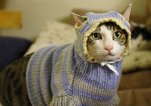 冬天了，猫咪美容打扮有讲究