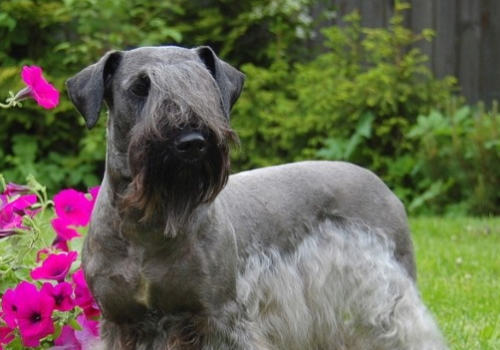 狗狗呕吐要谨防传染病