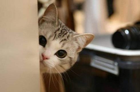 猫除了猫粮还能吃什么？猫饮食注意事项